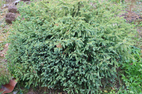 ель Picea mariana 'Echiniformis' (ранее ее относили к glauca) 19 6 (3)