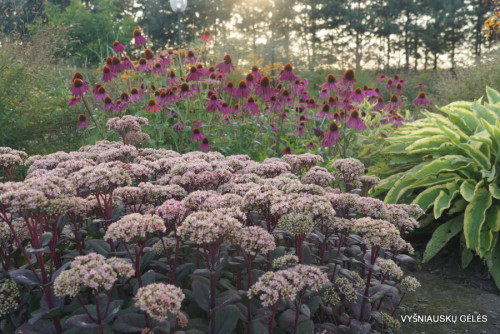 Sedum telephium ‘Matrona’ 2