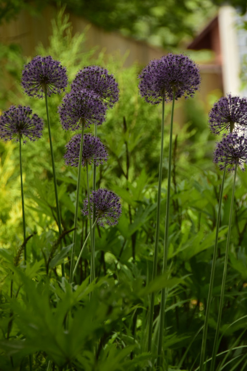 Allium-hollandicum-Purple-Sensation_2016-201fb15aed5d851f1.jpg