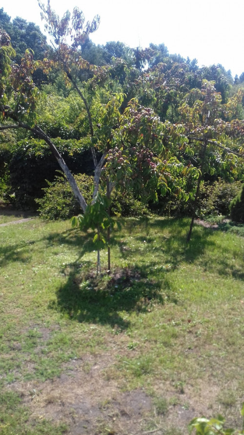 персиковое дерево 1