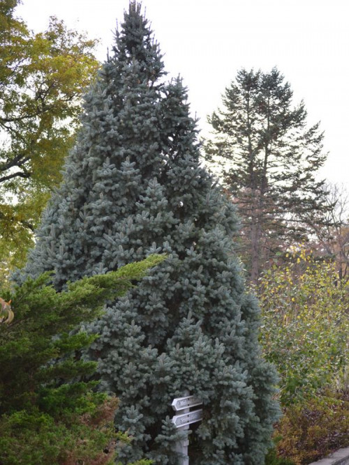 7d0a51325809e48b601a2797562fd889--blue-spruce-small-trees46a2dd8a0656d3c0.jpg