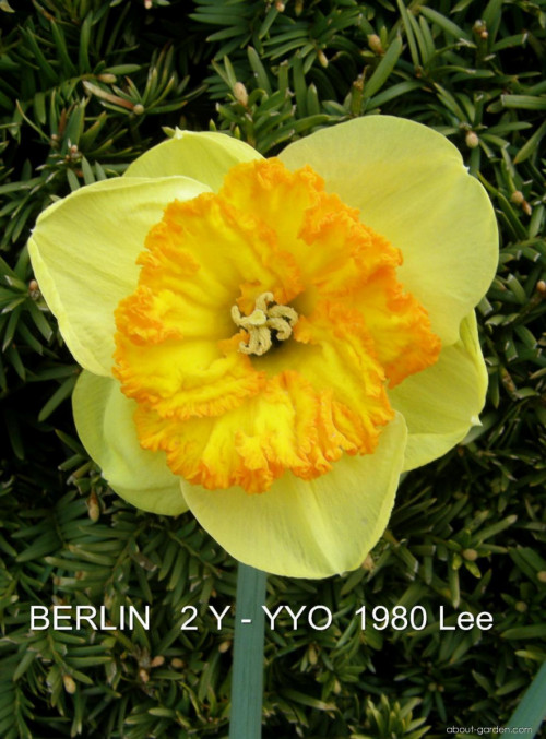 32889-berlin-2-y-yyo-1980-leep-1.png45f90f1cfcbcfca7.jpg