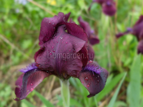 iris cherry garden