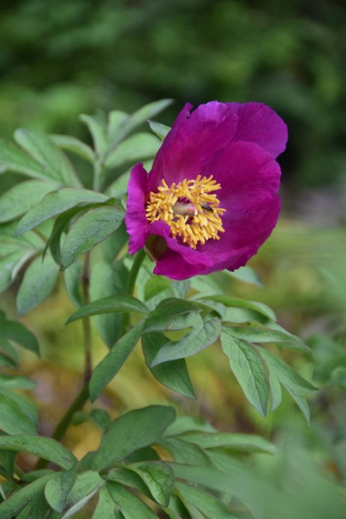 Paeonia Easy Going 2020 (2)