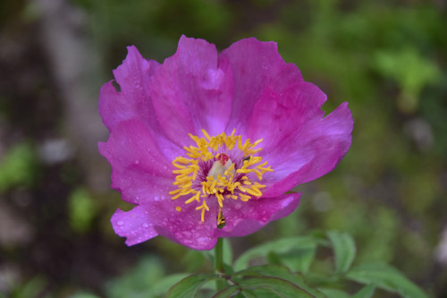 Paeonia-Tinkerball_2020-8038b656ca26af208.jpg