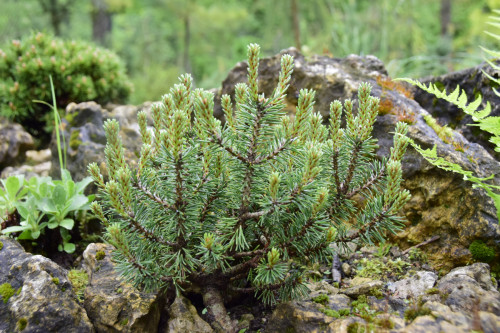 Pinus mugo minima Kalous 2020 (2)