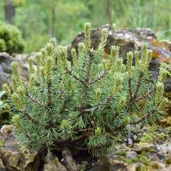 Pinus-mugo-minima-Kalous_2020-2f1888d00eabdd251