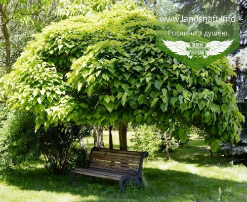 catalpa bignonioides nana katalpa bignoniyepodibna nana 