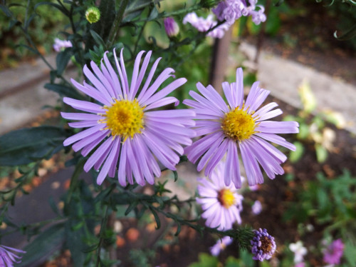 Aster-laevis-Glow-In-The-Darkcf0a121e0ab5ca0d.jpg