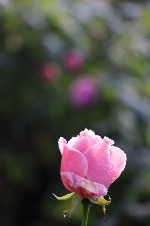 IMG_51434c8b09fe625d347d.jpg