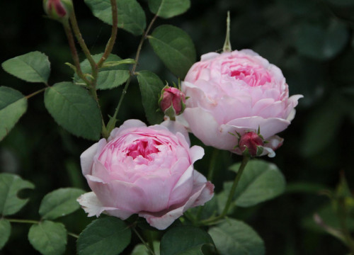 ROZA-S-BABOCKOIc5e9d292959a7669.jpg