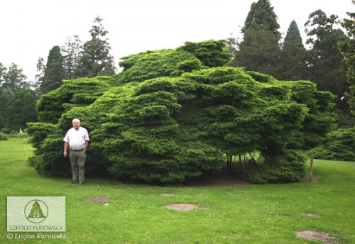 Picea ab Nidiformis1 big