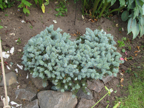 Glauca-Globosa-20209d8a4a4c5b439c87.jpg
