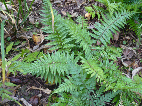 P1420729 Polystichum makinoi