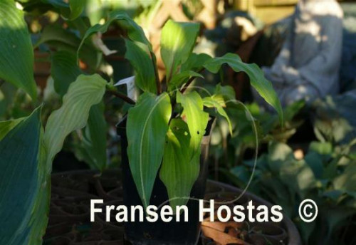 Hosta-Chris-China-Star-photo-made-by-ute-van-der-Putten-5f8ed133cb12c2d7e.jpg