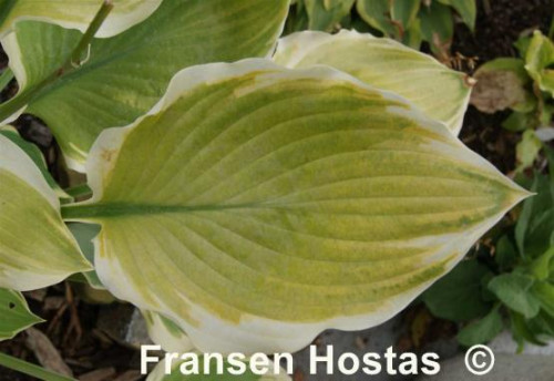 Hosta-My-Cup-of-Tea-photo-made-by-Christina-35b7a4c5dfb5871a1.jpg