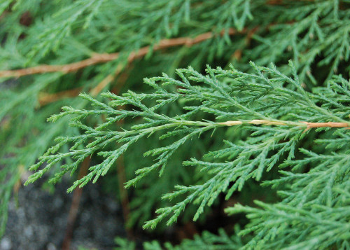 1280px-Russian_Arborvitae_Microbiota_decussata_Leaves_2800pxf97f27ed63a44ae6.jpg