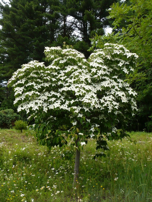 72b72b6aab31a7424dcad24745767c1b kousa dogwood landscaping plants