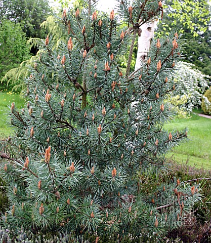 PLA327_PINUS_SYLVESTRIS_CHANTRY_BLUE_SCOTS_PINEb4e2dadd4851ef6b.jpg