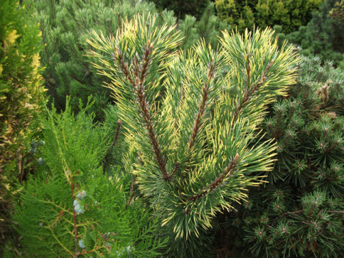 Pinus-mugo-Chamaeleon20fcbc00ba7309aa.jpg