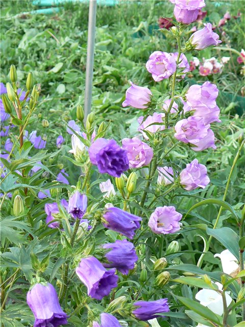 773f1ebf06ad0cda8d4ec7ee324f.jpg