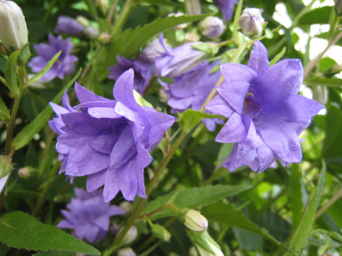 Bernice4aedb56c6f434968.png