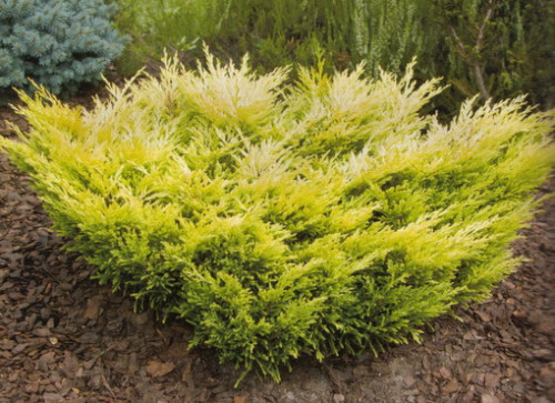 juniperus horizontalis limeglow 