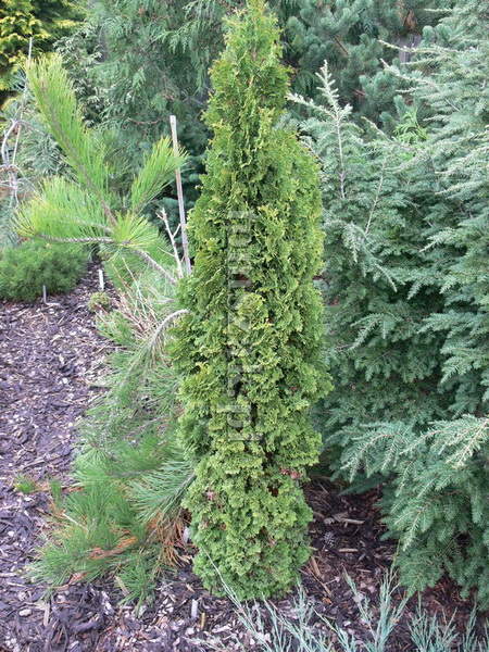 Thuja-occidentaliis-Zmatlicf50b98c29666b486.jpg