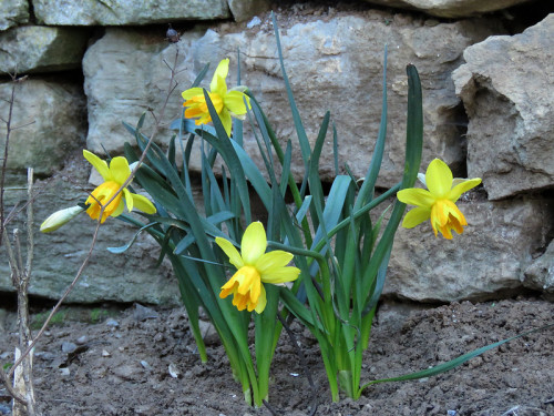 08.03.21 Narcissus Rataplan