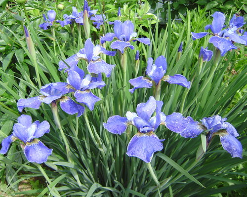 IRIS-SIBIRSKII-Silver80be534ed8900107.jpg