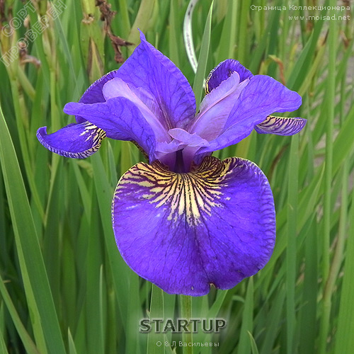 sibirskiy_iris_StartUP20e81fd8b56e1be87.jpg