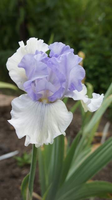 DSC01317c501e766db04a930.jpg
