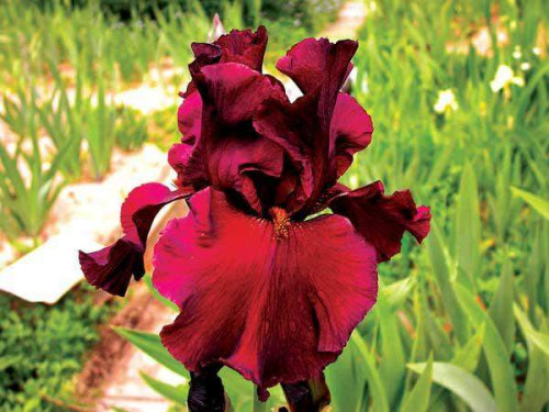 IRIS-Saturday-night-livef59132b8b3aab731.jpg