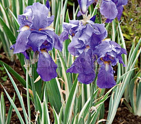 Iris-pallida-27Variegata27503ce295e68eabb8.jpg