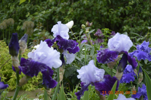  DSC0795