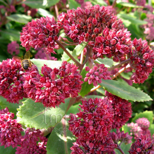 sedum_glenchantry_fl889659fec128f56e.jpg