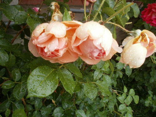 IZOBRAZENIE-233d8e905d5e888b21f.jpg