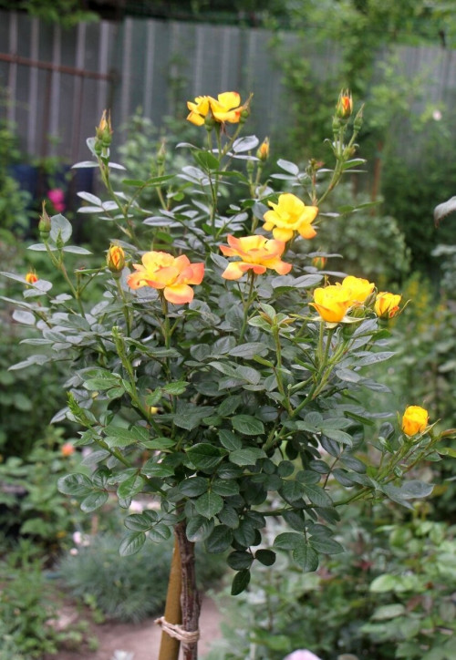 Копия IMG 6240 (5)