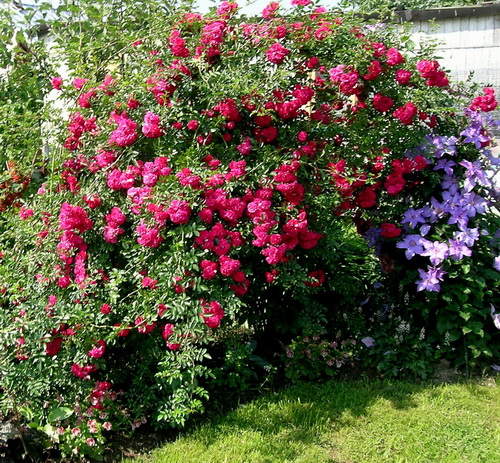 Excelsa-2007dc027c2155c9e65b.jpg