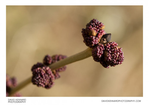 Flower buds at the end of a branch of a European ash (Fraxinus excelsior) tree.From Wikipedia (http: