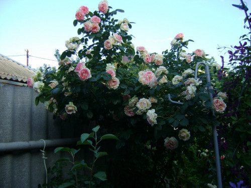 DSC03667