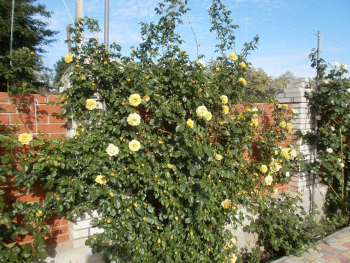 P5290185