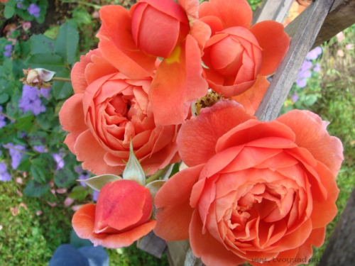 OKTYBR09-0107f04bf78a5f20db8.png