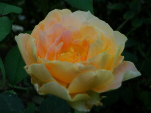 DSC022146b745472ce37f85c.jpg