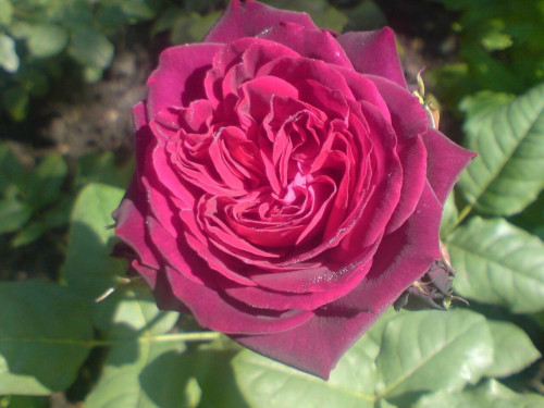 DSC059541