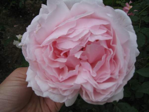 The-Wedgwood-Rose-2e889efdb8f9f02f2.jpg