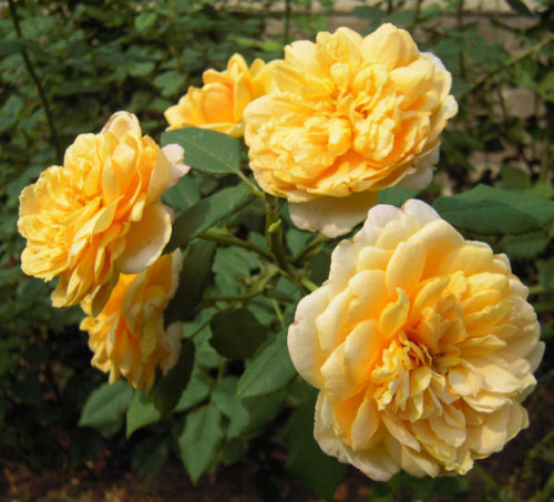 gold01