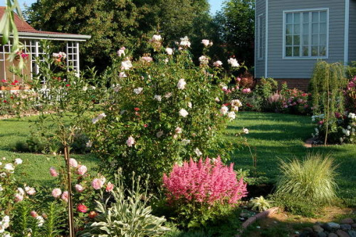 Astilbe+