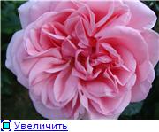 0d86f419a9eft