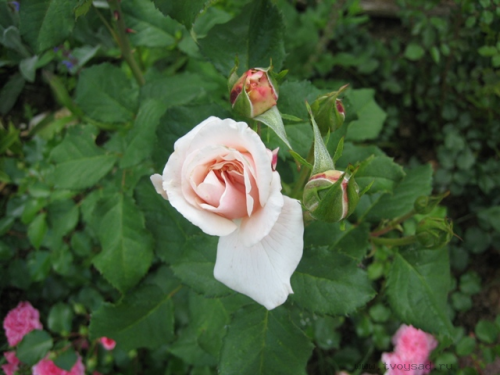 1351460f5318b9d4bc22.png